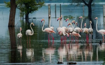 5 Days Golden Triangle Tour with Bharatpur Bird Sanctuary