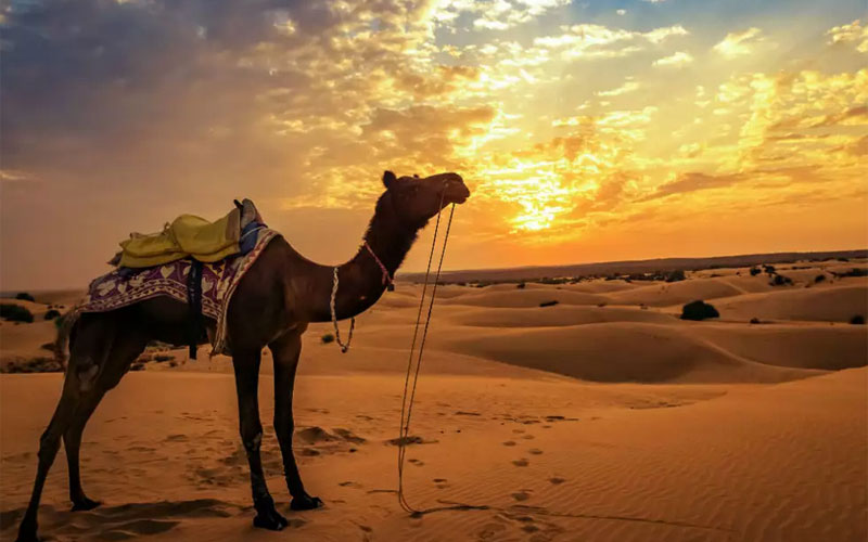 22 Days Rajasthan Tour with Jaisalmer, Ranthambore, Agra and Varanasi