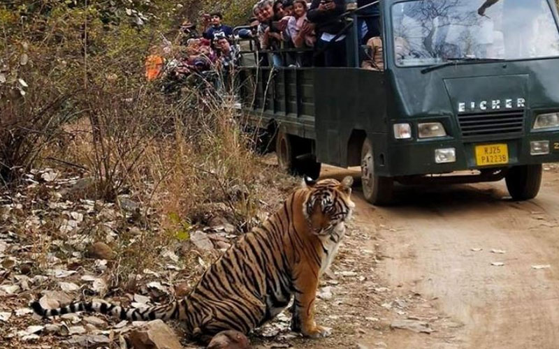 13 Days Rajasthan Tour with Tiger Safari in Ranthambore