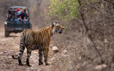 5 Days Golden Triangle Tour with Ranthambhore Tiger Safari