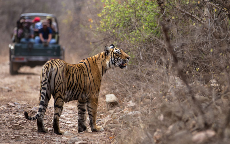 5 Days Golden Triangle Tour with Ranthambhore Tiger Safari