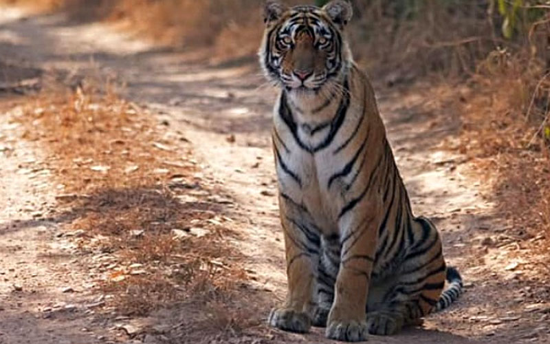 8 Days Golden Triangle Tour with Ranthambore Tiger Safari