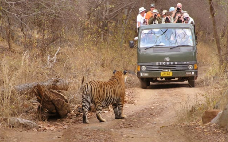 8 Days Golden Triangle Tour with Ranthambore Tiger Safari