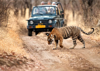 Ranthambore Tiger Safari